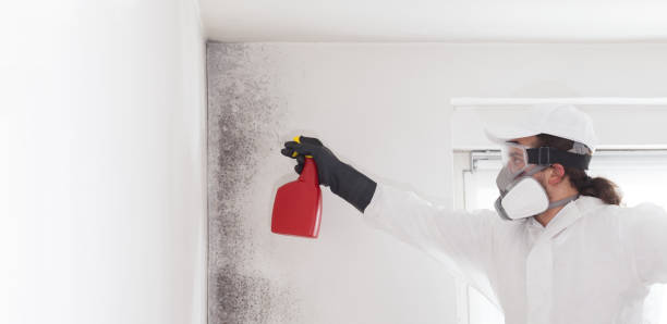 Best Residential Mold Removal  in Cambridge, MD