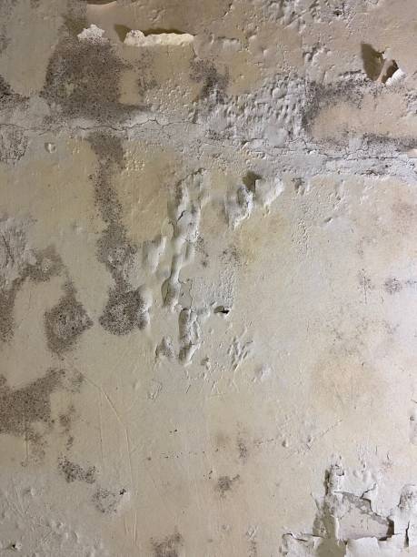 Best Black Mold Removal  in Cambridge, MD