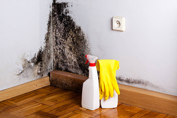 Attic Mold Removal in Cambridge, MD